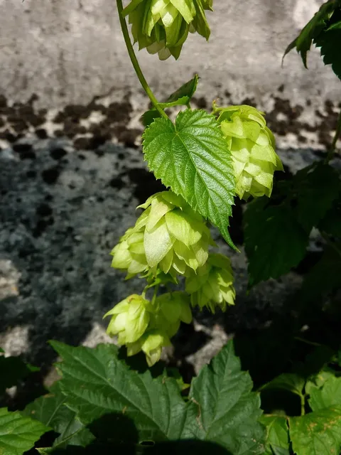 Abbot-Ale-315x315